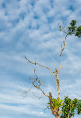 Paisaje de árbol con un pájaro amarillo y un cielo celeste con nubes suaves