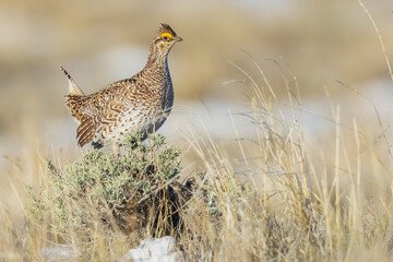 Columbia sharp-tailed grouse lookout, western prairie, Colorado, USA