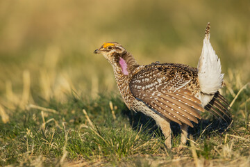 Color stock image of Sharp-tailed grouse
