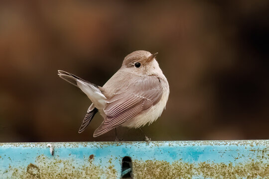 突き出した尻尾が可愛いニシオジロビタキ（ヒタキ科）
英名学名：Red-breasted flycatcher (Ficedula parva)
東京都大田区、多摩川台公園 2025年
