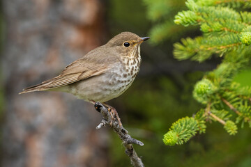 Color stock image of Swainson's thrush