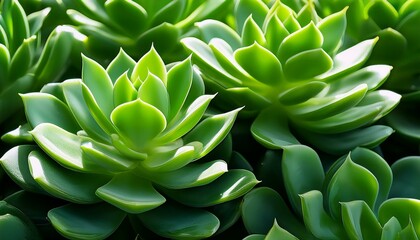 Fototapeta premium Vibrant green succulents bask in sunlight.