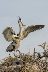 USA, South Texas. Aranas National Wildlife Refuge, great blue heron, nesting material
