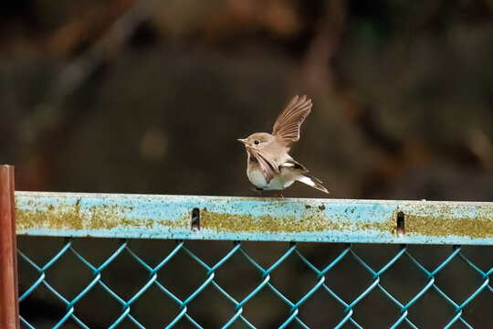 羽ばたき飛び出す、尻尾が可愛いニシオジロビタキ（ヒタキ科）
英名学名：Red-breasted flycatcher (Ficedula parva)
東京都大田区、多摩川台公園 2025年
