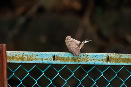 羽ばたき飛び出す、尻尾が可愛いニシオジロビタキ（ヒタキ科）
英名学名：Red-breasted flycatcher (Ficedula parva)
東京都大田区、多摩川台公園 2025年
