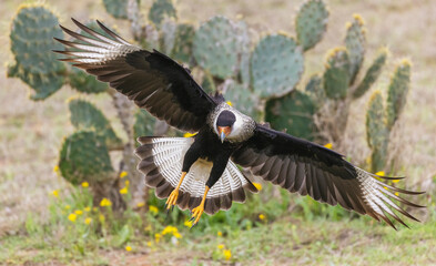 USA, South Texas. Laguna Seca, crested caracara alighting