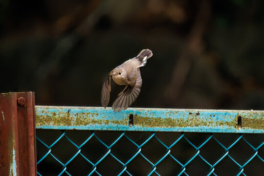 羽ばたき飛び出す、尻尾が可愛いニシオジロビタキ（ヒタキ科）
英名学名：Red-breasted flycatcher (Ficedula parva)
東京都大田区、多摩川台公園 2025年
