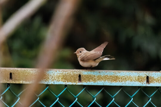 羽ばたき飛び出す、尻尾が可愛いニシオジロビタキ（ヒタキ科）
英名学名：Red-breasted flycatcher (Ficedula parva)
東京都大田区、多摩川台公園 2025年
