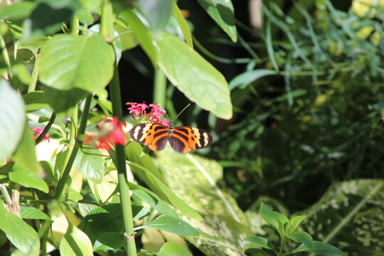 butterfly on a leaf