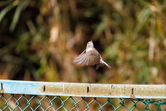 羽ばたき飛び出す、尻尾が可愛いニシオジロビタキ（ヒタキ科）
英名学名：Red-breasted flycatcher (Ficedula parva)
東京都大田区、多摩川台公園 2025年

