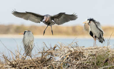 USA, South Texas. Aranas National Wildlife Refuge, reddish egret alighting at rookery