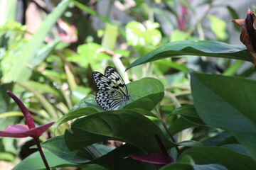 butterfly on a flower