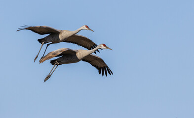 USA, South Texas. Aranas national Wildlife Refuge, sandhill cranes pair (lesser) alighting