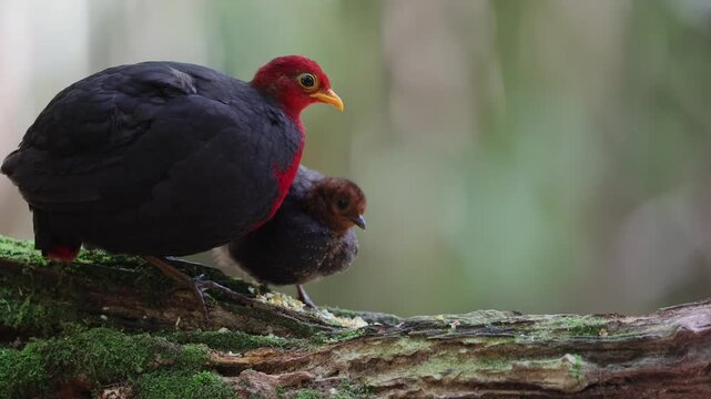 Crimson-headed partridge on deep jungle rainforest, It is endemic to the island of Borneo