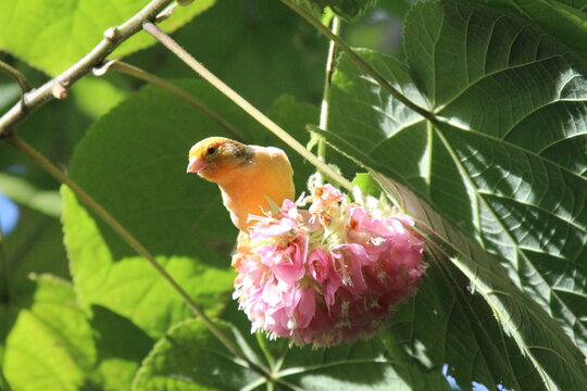 yellow bird on a flower