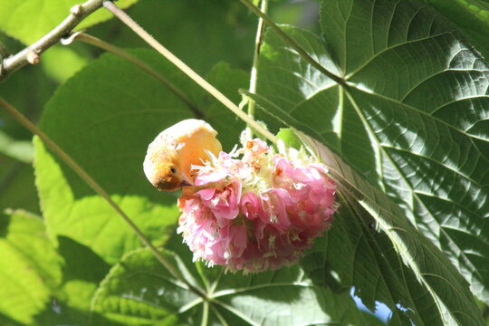 yellow bird on a flower