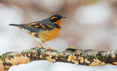 Canada, British Columbia, Boundary Bay, varied thrush, winter habitat