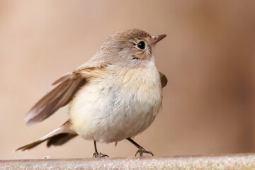 羽ばたき飛び出す、尻尾が可愛いニシオジロビタキ（ヒタキ科）
英名学名：Red-breasted flycatcher (Ficedula parva)
東京都大田区、多摩川台公園 2025年

