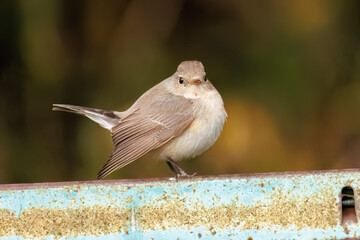 突き出した尻尾が可愛いニシオジロビタキ（ヒタキ科）
英名学名：Red-breasted flycatcher (Ficedula parva)
東京都大田区、多摩川台公園 2025年
