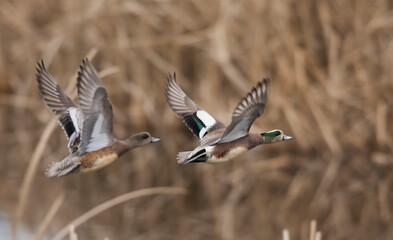 USA, Washington State. Nisqually National Wildlife Refuge, American wigeon pair flying