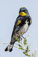 Color stock image of Yellow-rumped warbler