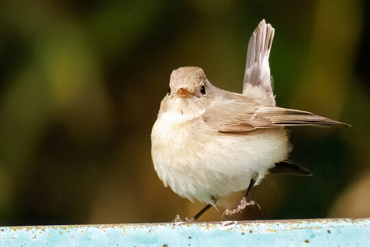 羽ばたき飛び出す、尻尾が可愛いニシオジロビタキ（ヒタキ科）
英名学名：Red-breasted flycatcher (Ficedula parva)
東京都大田区、多摩川台公園 2025年
