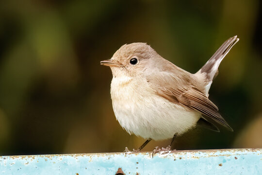 羽ばたき飛び出す、尻尾が可愛いニシオジロビタキ（ヒタキ科）
英名学名：Red-breasted flycatcher (Ficedula parva)
東京都大田区、多摩川台公園 2025年
