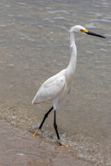 Snowy egret