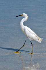 Snowy egret