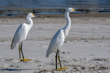 Pair of Snowy egrets on the beach