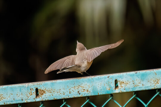 羽ばたき飛び出す、尻尾が可愛いニシオジロビタキ（ヒタキ科）
英名学名：Red-breasted flycatcher (Ficedula parva)
東京都大田区、多摩川台公園 2025年
