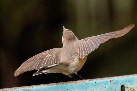 羽ばたき飛び出す、尻尾が可愛いニシオジロビタキ（ヒタキ科）
英名学名：Red-breasted flycatcher (Ficedula parva)
東京都大田区、多摩川台公園 2025年
