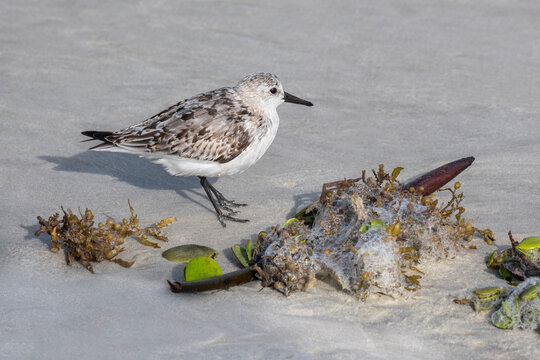 Sanderling on the beach