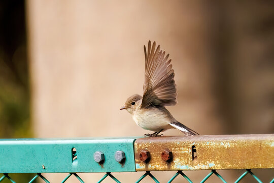 羽ばたき飛び出す、尻尾が可愛いニシオジロビタキ（ヒタキ科）
英名学名：Red-breasted flycatcher (Ficedula parva)
東京都大田区、多摩川台公園 2025年

