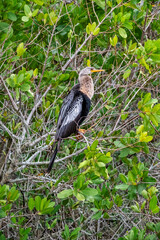 Female anhinga