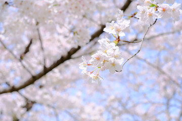 薄いピンク色の桜