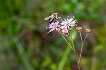Bumble bee on a small palafox