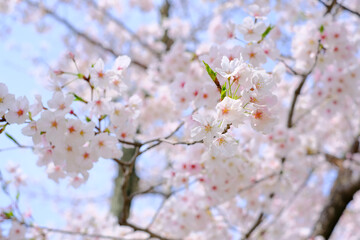 満開の桜
