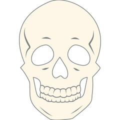 anatomy human bone and muscles
