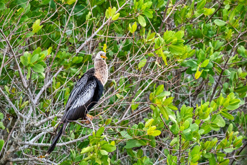 Female anhinga