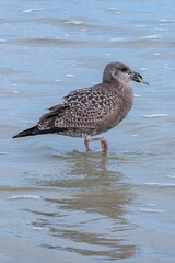 Large White-headed Gull