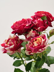 赤と白の絞り模様のバラの花