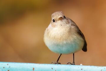 突き出した尻尾が可愛いニシオジロビタキ（ヒタキ科）
英名学名：Red-breasted flycatcher (Ficedula parva)
東京都大田区、多摩川台公園 2025年
