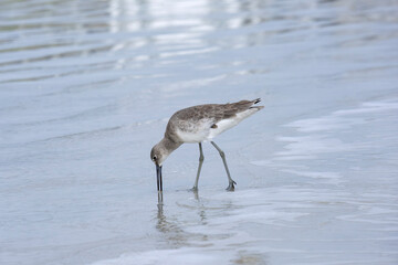 Willet, shorebird