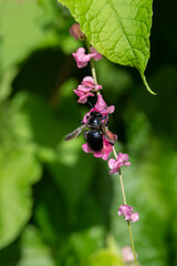 Southern carpenter bee on a Coral vine plant