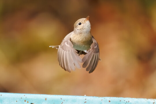 羽ばたき飛び出す、尻尾が可愛いニシオジロビタキ（ヒタキ科）
英名学名：Red-breasted flycatcher (Ficedula parva)
東京都大田区、多摩川台公園 2025年
