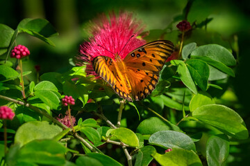 Gulf Fritillary on a Red powderpuff plant