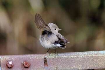 羽ばたき飛び出す、尻尾が可愛いニシオジロビタキ（ヒタキ科）
英名学名：Red-breasted flycatcher (Ficedula parva)
東京都大田区、多摩川台公園 2025年
