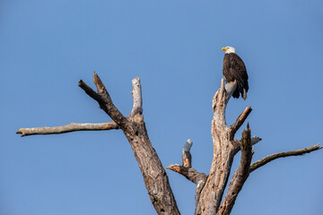 Bald eagle, USA