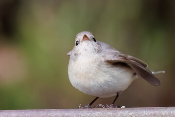 羽ばたき飛び出す、尻尾が可愛いニシオジロビタキ（ヒタキ科）
英名学名：Red-breasted flycatcher (Ficedula parva)
東京都大田区、多摩川台公園 2025年
